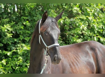 Deutsches Sportpferd, Stute, 1 Jahr, 172 cm, Rappe