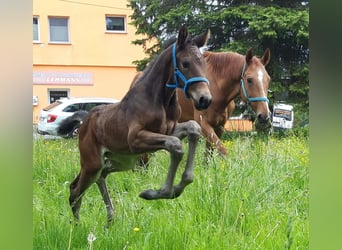 Deutsches Sportpferd, Stute, 1 Jahr, 174 cm, Dunkelbrauner