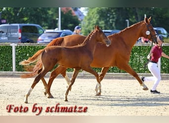 Deutsches Sportpferd, Stute, 1 Jahr, 174 cm, Fuchs