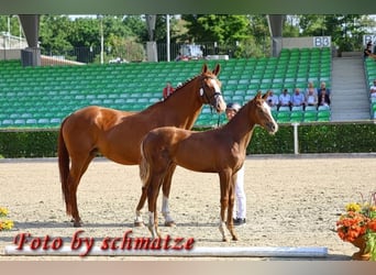 Deutsches Sportpferd, Stute, 1 Jahr, 174 cm, Fuchs