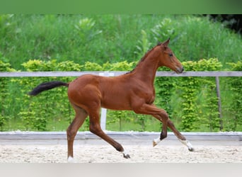 Deutsches Sportpferd, Stute, 1 Jahr, Brauner