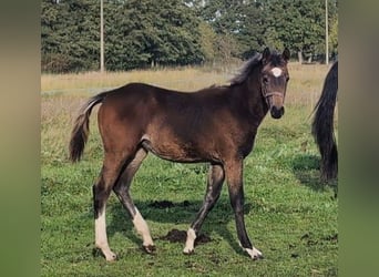 Deutsches Sportpferd, Stute, 1 Jahr, Brauner