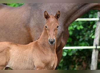 Deutsches Sportpferd, Stute, 1 Jahr, Brauner
