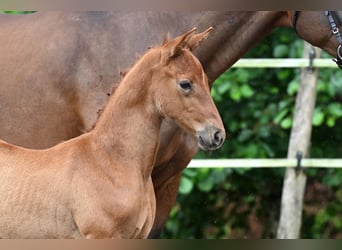 Deutsches Sportpferd, Stute, 1 Jahr, Brauner