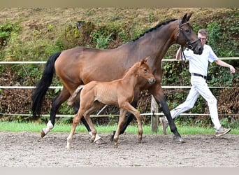 Deutsches Sportpferd, Stute, 1 Jahr, Brauner