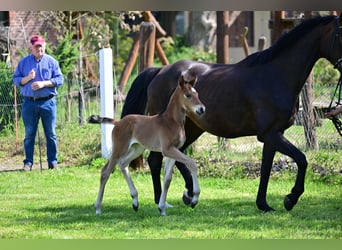 Deutsches Sportpferd, Stute, 1 Jahr, Brauner