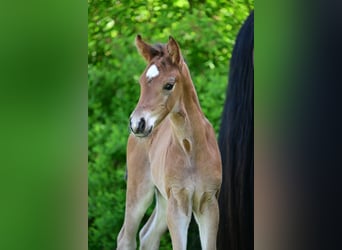 Deutsches Sportpferd, Stute, 1 Jahr, Brauner