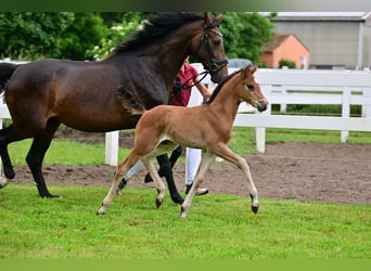 Deutsches Sportpferd, Stute, 1 Jahr, Brauner