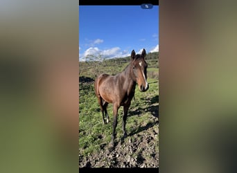 Deutsches Sportpferd, Stute, 1 Jahr, Brauner