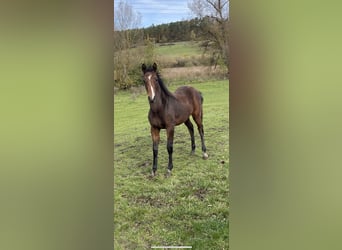 Deutsches Sportpferd, Stute, 1 Jahr, Brauner