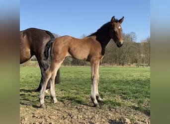 Deutsches Sportpferd, Stute, 1 Jahr, Brauner
