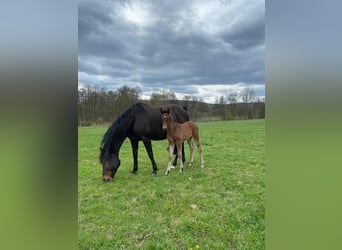 Deutsches Sportpferd, Stute, 1 Jahr, Brauner