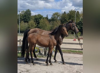 Deutsches Sportpferd, Stute, 1 Jahr, Brauner