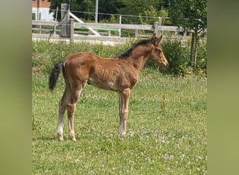 Deutsches Sportpferd, Stute, 1 Jahr, Brauner