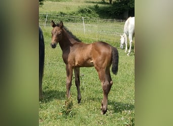 Deutsches Sportpferd, Stute, 1 Jahr, Brauner