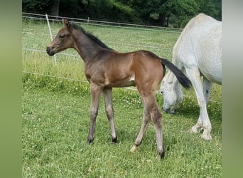 Deutsches Sportpferd, Stute, 1 Jahr, Brauner