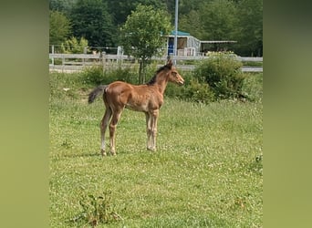 Deutsches Sportpferd, Stute, 1 Jahr, Brauner