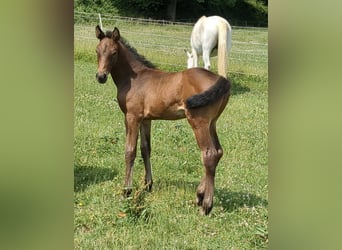 Deutsches Sportpferd, Stute, 1 Jahr, Brauner