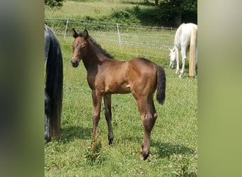 Deutsches Sportpferd, Stute, 1 Jahr, Brauner