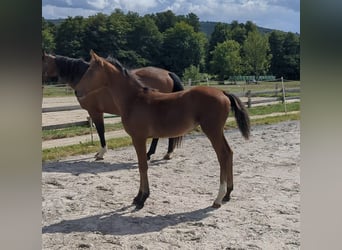 Deutsches Sportpferd, Stute, 1 Jahr, Brauner