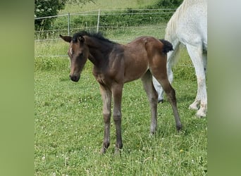 Deutsches Sportpferd, Stute, 1 Jahr, Brauner