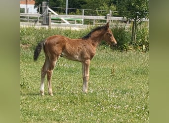 Deutsches Sportpferd, Stute, 1 Jahr, Brauner