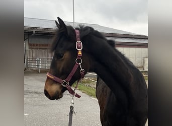 Deutsches Sportpferd, Stute, 1 Jahr, Dunkelbrauner