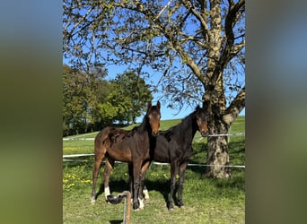 Deutsches Sportpferd, Stute, 1 Jahr, Dunkelbrauner