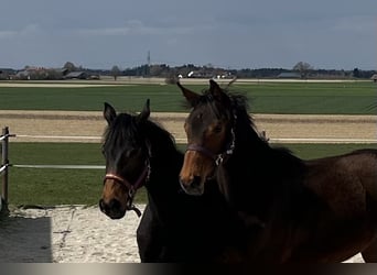 Deutsches Sportpferd, Stute, 1 Jahr, Dunkelbrauner