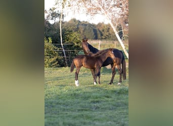 Deutsches Sportpferd, Stute, 1 Jahr, Dunkelbrauner