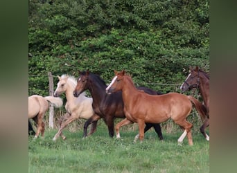 Deutsches Sportpferd, Stute, 1 Jahr, Dunkelbrauner