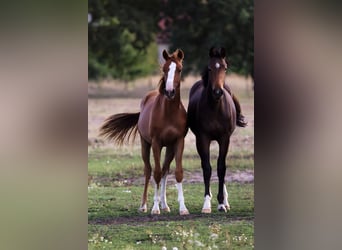 Deutsches Sportpferd, Stute, 1 Jahr, Dunkelbrauner