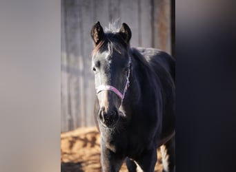 Deutsches Sportpferd, Stute, 1 Jahr, Dunkelbrauner