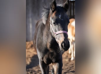 Deutsches Sportpferd, Stute, 1 Jahr, Dunkelbrauner