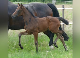 Deutsches Sportpferd, Stute, 1 Jahr, Dunkelbrauner