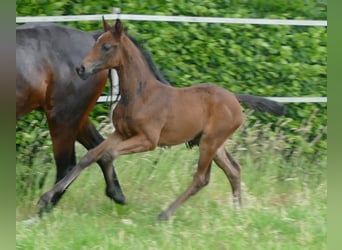 Deutsches Sportpferd, Stute, 1 Jahr, Dunkelbrauner