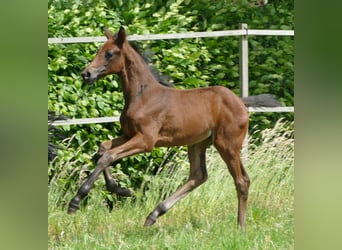 Deutsches Sportpferd, Stute, 1 Jahr, Dunkelbrauner