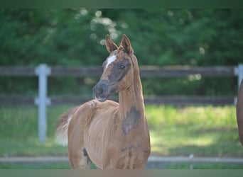Deutsches Sportpferd, Stute, 1 Jahr, Dunkelfuchs