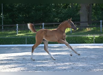 Deutsches Sportpferd, Stute, 1 Jahr, Dunkelfuchs