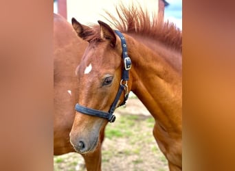 Deutsches Sportpferd, Stute, 1 Jahr, Fuchs