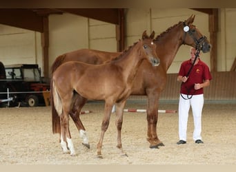 Deutsches Sportpferd, Stute, 1 Jahr, Fuchs