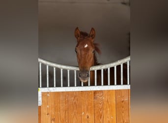 Deutsches Sportpferd, Stute, 1 Jahr, Fuchs