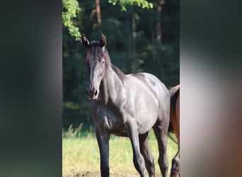 Deutsches Sportpferd, Stute, 1 Jahr, Kann Schimmel werden