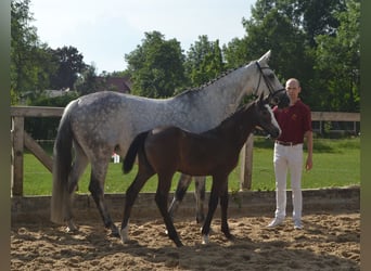 Deutsches Sportpferd, Stute, 1 Jahr, Kann Schimmel werden