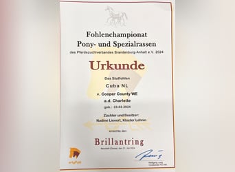 Deutsches Sportpferd, Stute, 1 Jahr, Palomino