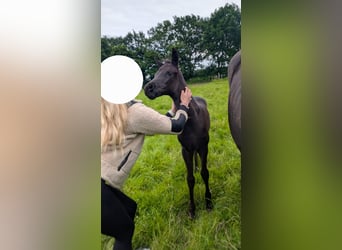 Deutsches Sportpferd, Stute, 1 Jahr, Rappe