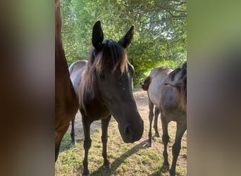 Deutsches Sportpferd, Stute, 1 Jahr, Rappe