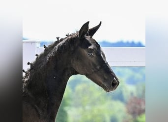 Deutsches Sportpferd, Stute, 1 Jahr, Rappe