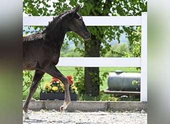 Deutsches Sportpferd, Stute, 1 Jahr, Rappe