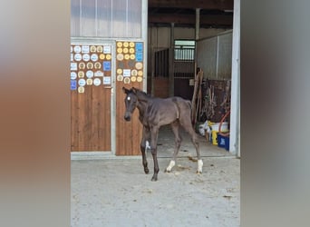 Deutsches Sportpferd, Stute, 1 Jahr, Rappe